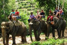 Half-day Mahout Training , Elephant riding tour