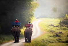 Full Day Elephant Experience, Pak Ou caves and Mekong Sunset Cruise 