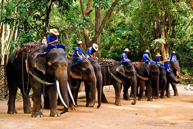 Half-day Mahout Training, Elephant Riding Tour