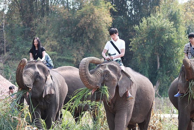 Luang Prabang Elephant Riding