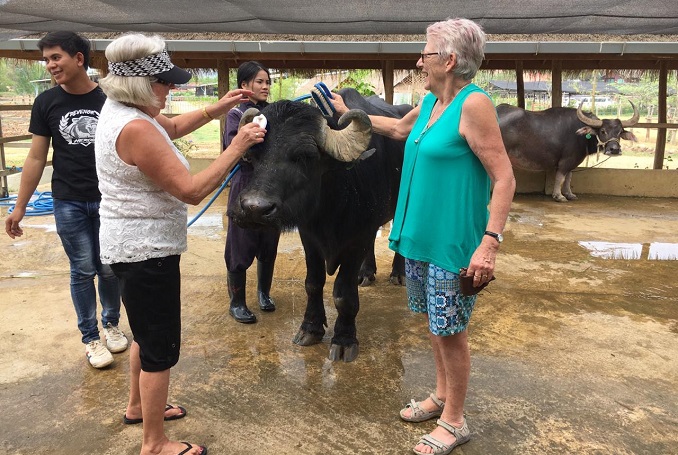 Buffalo Dairy Farm and Kuang si fall 1 day tour
