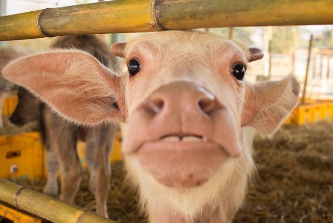 Laos Buffalo Dairy Farm