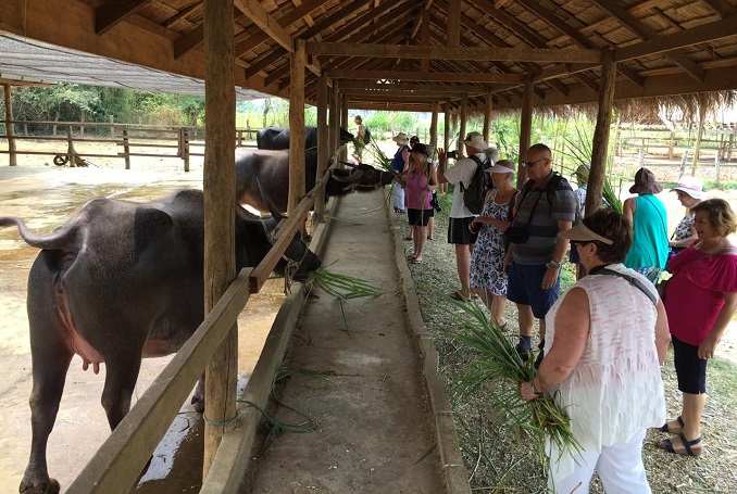 Full day Laos Buffalo Dairy Farm and Kuang si fall tour